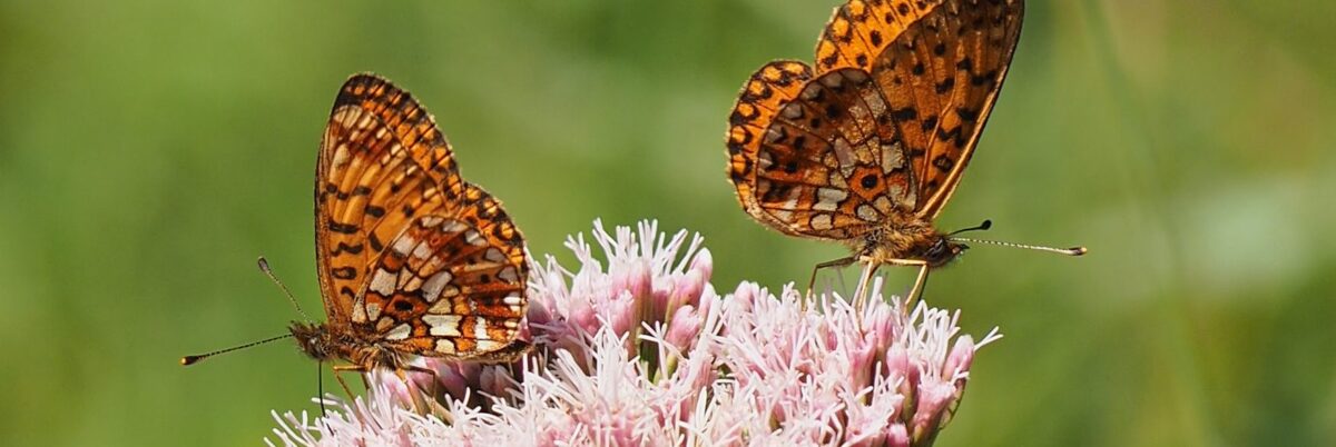 Perlmutterfalter_Wasserdost-e1772536714326