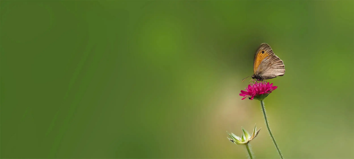 ochsenauge-background-c555f27d-7ccbff87