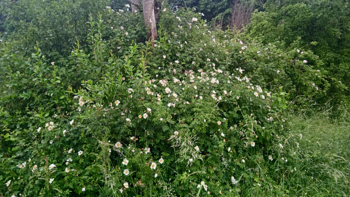 Wildobsthecke